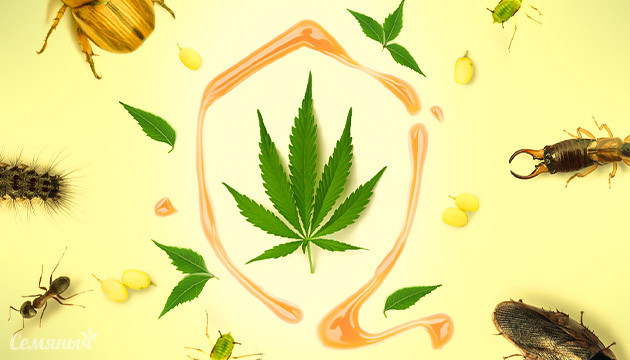 Масло ним и вредители