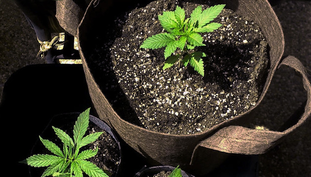 Гроубэг для конопли при нехватке кальция