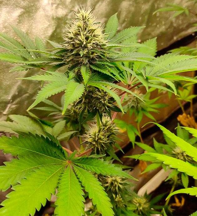 Кусты Blueberry Hill от Herbies Seeds на 8 неделе