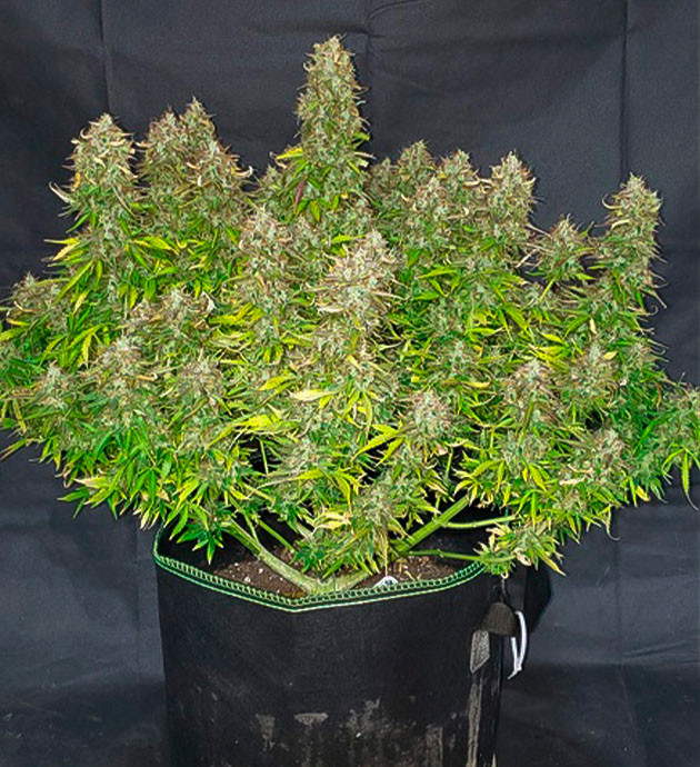 Промывка куста перед харвестом Соцветия с коричневыми стигмами