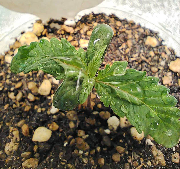 Появление второго этажа листьев