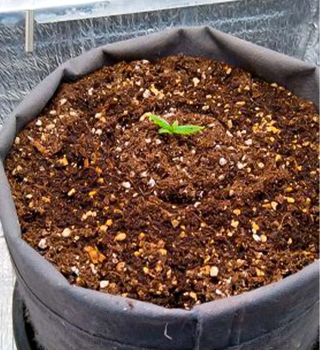 Первая неделя развития каннабиса Росток сорта конопли Speed Auto