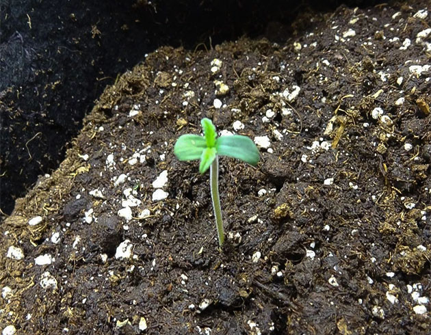 Выращивание сорта марихуаны Wedding Cake Auto