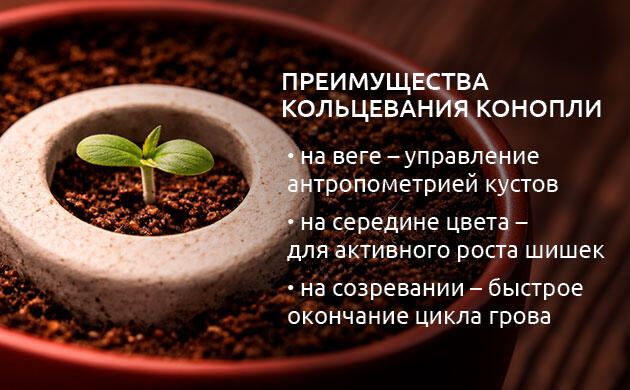 Что дает кольцевание конопли?