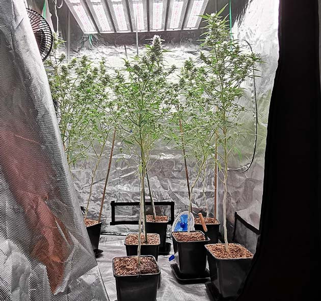 Цветение на 10 неделе выращивания Цветущие кусты в боксе