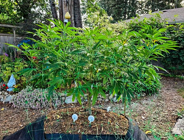 Куст Gorilla Cookies FF на 16 неделе выращивания