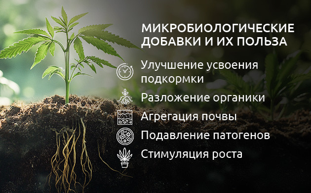 Взаимодействие конопли и микоризных грибов