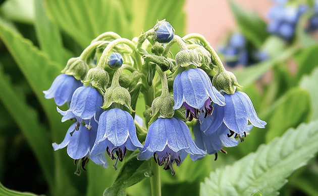 Как окопник помогает конопле расти Окопник — природный катализатор роста для конопли