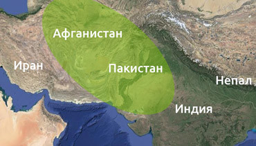 Пакистан и Афганистан являются родиной Индики