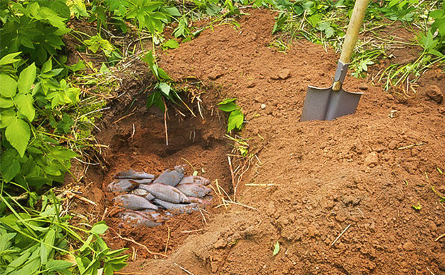 Плодородность грунта: важный фактор аутдора Оценка качества грунта для аутдорного грова
