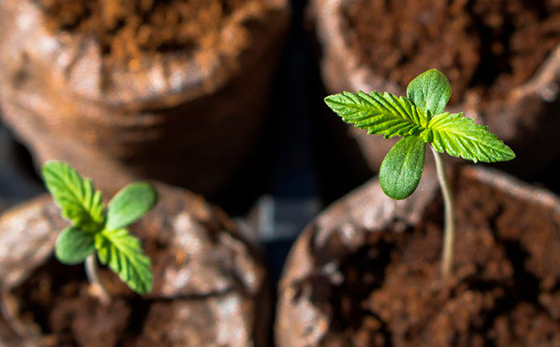 Хрупкость конопли в начале выращивания