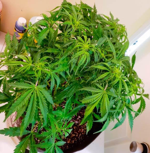 6-я неделя развития куста Northern Lights 10 of 10