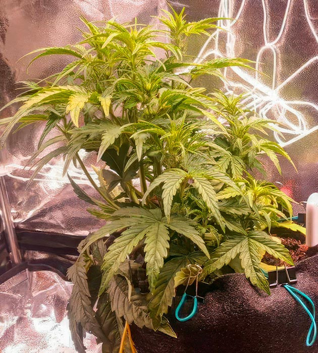 Использование сетки ScrOG для автоцветов