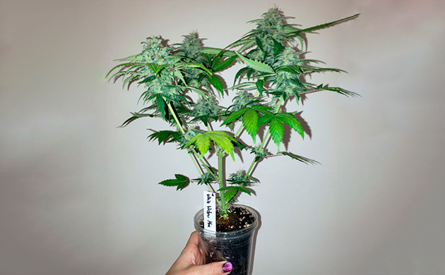 Сорт White Widow Max Auto Куст конопли White Widow Max Auto в пластиковом стакане