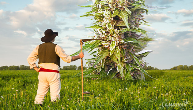 Выращивание большого куста конопли в ауте