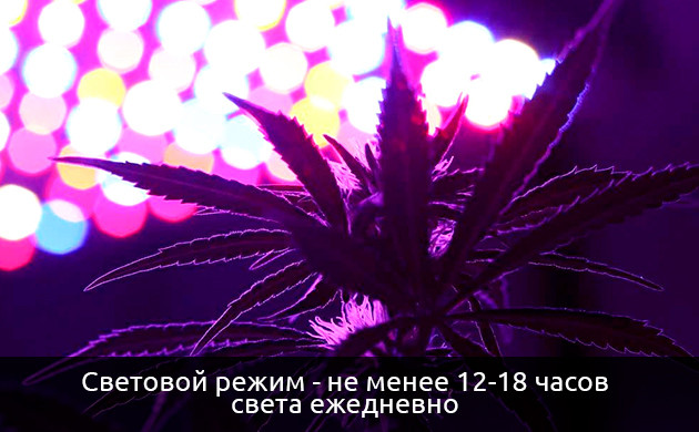 Неправильный выбор светового цикла Ошибки при выборе светового цикла для автиков