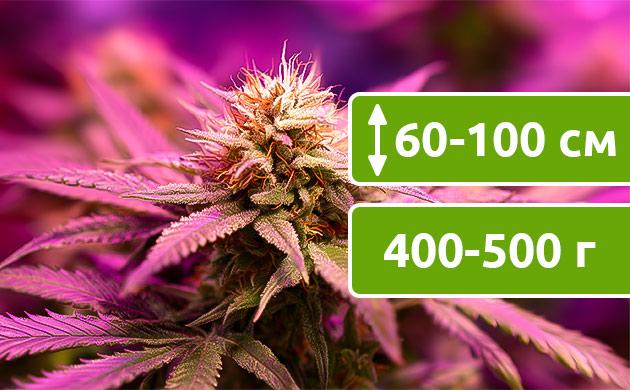 Индорное выращивание Выращивание в помещении