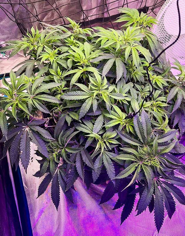 Пересадка куста конопли в горшок на 50 литров Куст в гроубоксе на 8 неделе