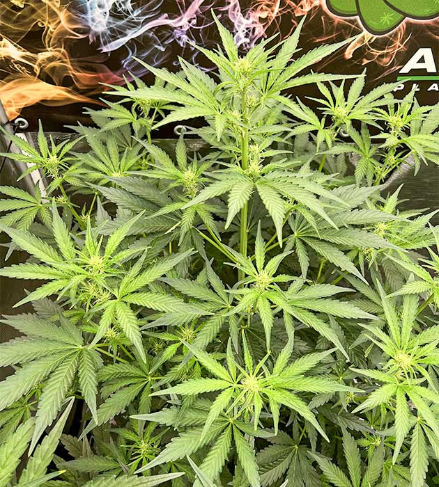 Medusa F1 Auto: обзор второй недели цветения