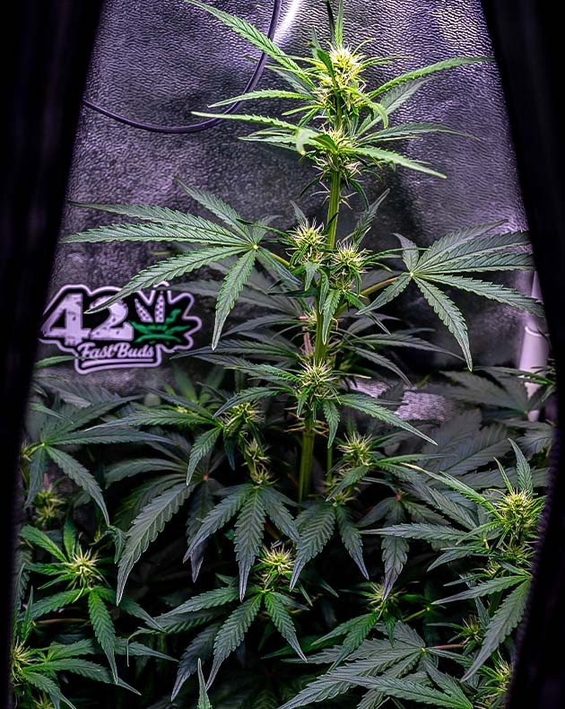 Куст Wedding Cheesecake Auto на 6 неделе выращивания Кусты Wedding Cheesecake Auto в горшках