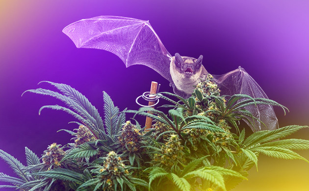 Летучая мышь и цветущий каннабис