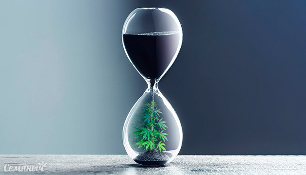 Замедление процессов старения с помощью каннабиса Омоложение с помочью каннабиса