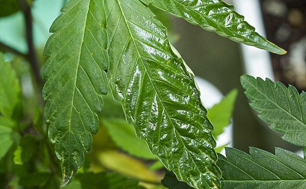 Глянцевый скручивающийся лист конопли