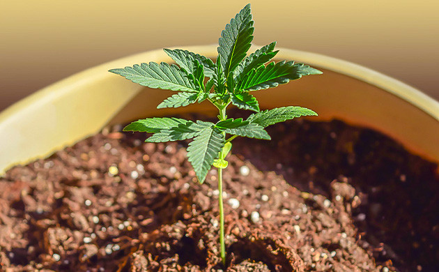 Проращивание и наблюдение: ключевые моменты Рост семян конопли: заметки и наблюдения