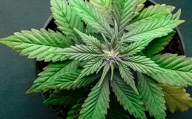 Признаки нехватки меди у конопли Симптомы нехватки меди у кустов каннабиса