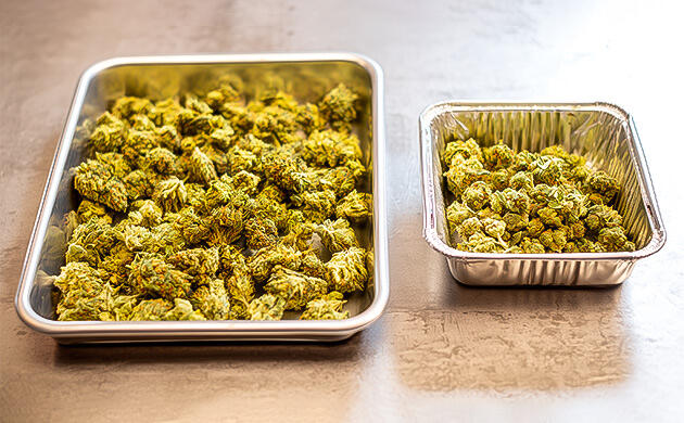 Урожайность автоцветущей и фотопериодной версии сорта Урожайность RS11