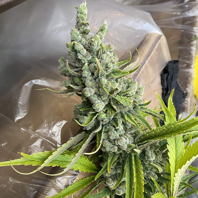 Подготовка к сушке Шишка на 16 неделе