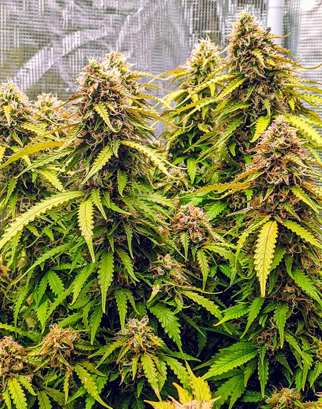 подготовка к харвесту Gorilla Glue Auto Подготовка к харвесту конопли Gorilla Glue Auto