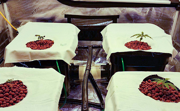 Пророст и пересадка Gelato Auto