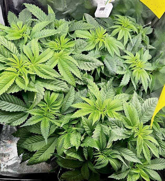 Кусты RS11 x Banana OG на 5 неделе развития