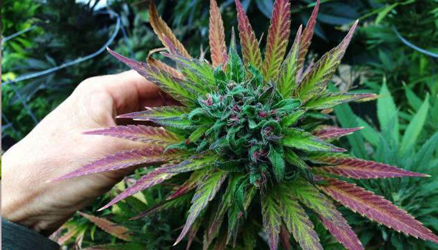 Период цветения Цветение марихуаны