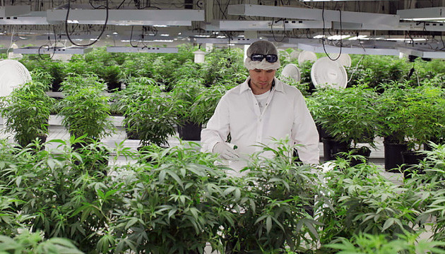 Оплата в сфере выращивания марихуаны Выращивание конопли