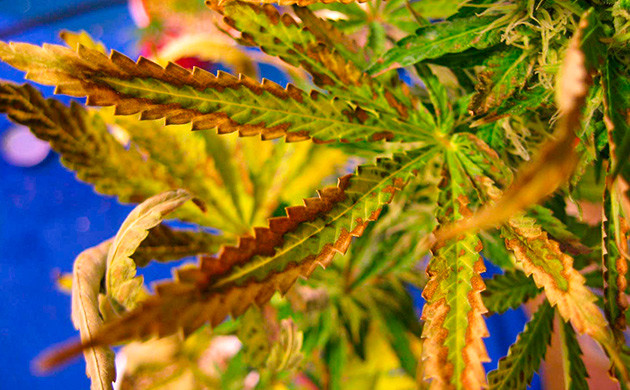 Симптомы дефицита цинка у марихуаны