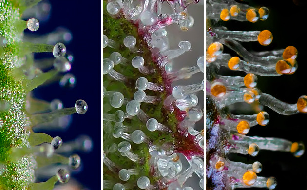 Внешний вид трихом Прозрачные, мутные и янтарные трихомы