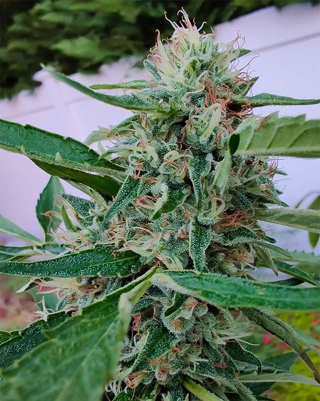 Подготовка к харвесту Wedding Gelato