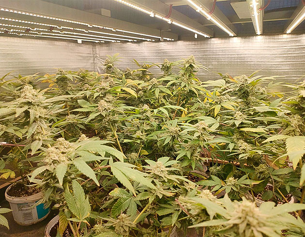 Подготовка к харвесту Godzilla Glue #4