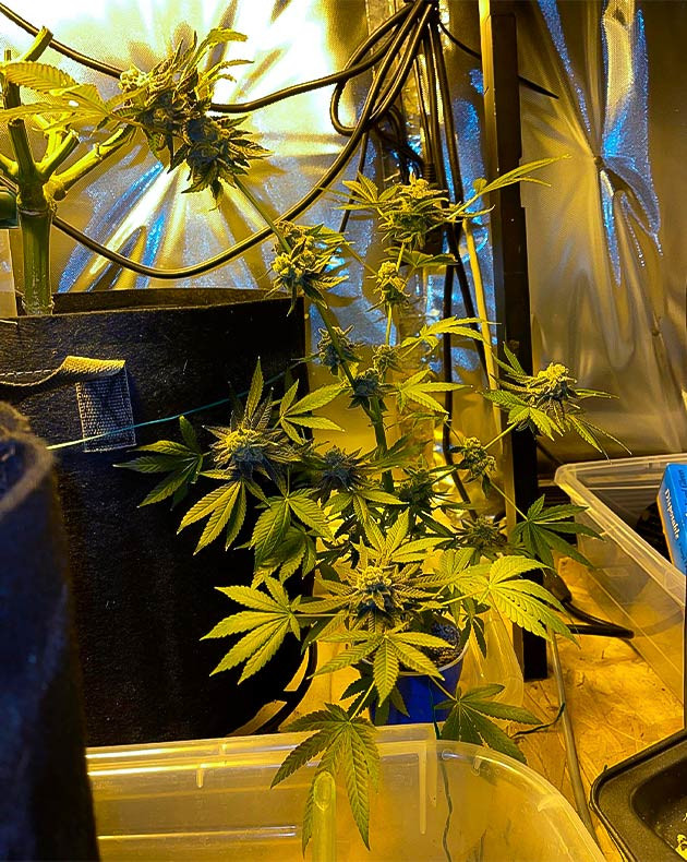 Выращивание Mimosa EVO в пластиковом стакане Разветвленный куст в стакане