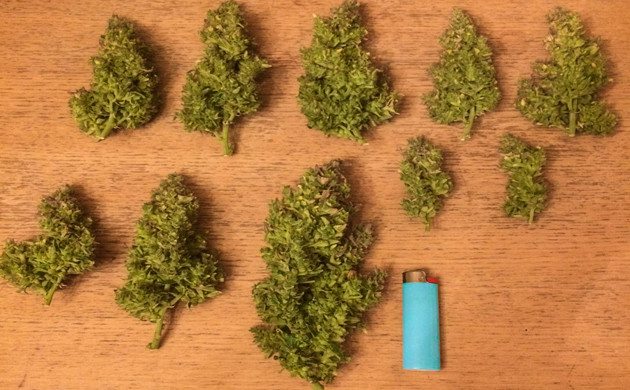 Собранные шишки Gorilla Glue Auto