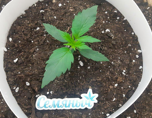 Корректировка условий выращивания Bruce Banner Auto