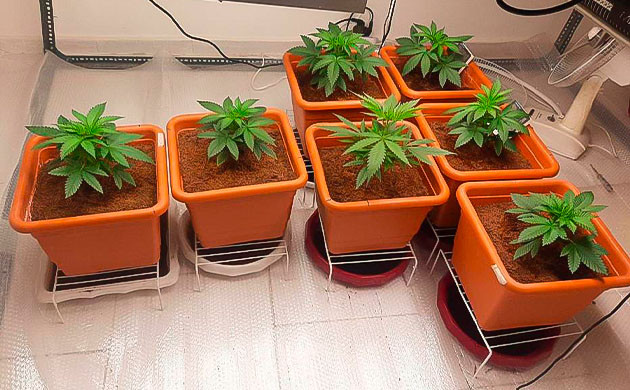 Растишки Persian Pie от GHS на 3 неделе выращивания