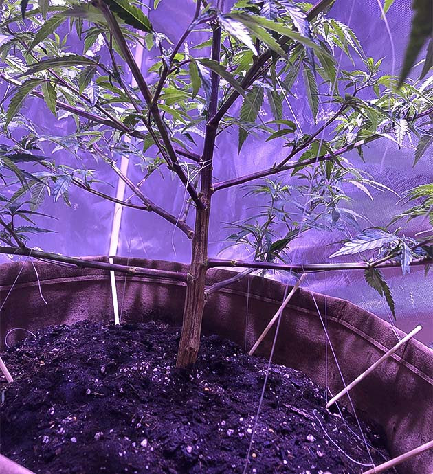 Восстановление после топпинга Blueberry Muffin: дефолиация и рост