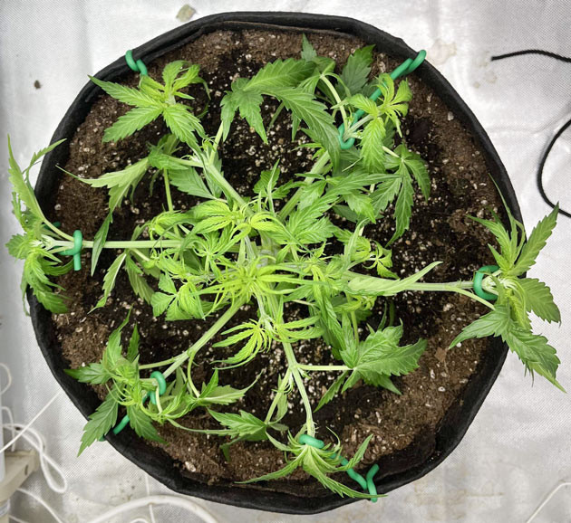 Titan F1 Auto: растяжка и цветение