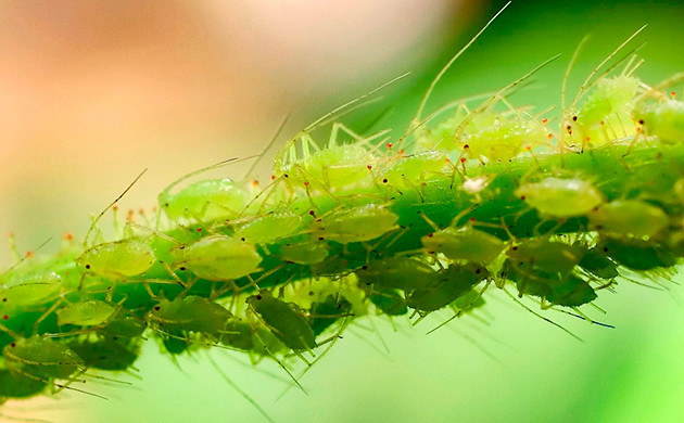 Тля: история и разнообразие видов Тля: вампиры среди насекомых