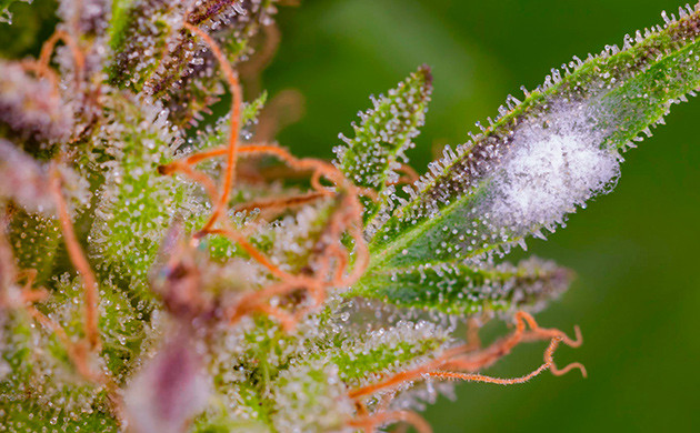 Строение кустов сативы Рыхлая структура соцветий сативы