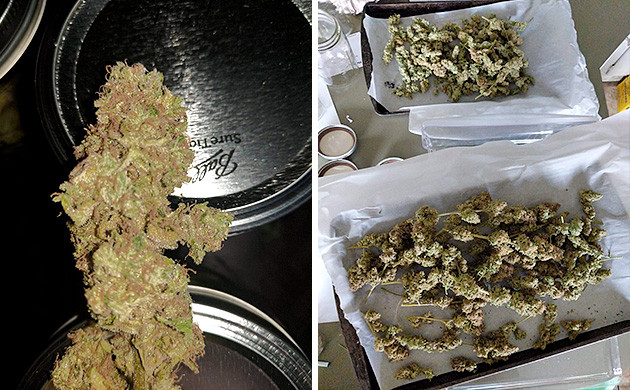 Собранный урожай