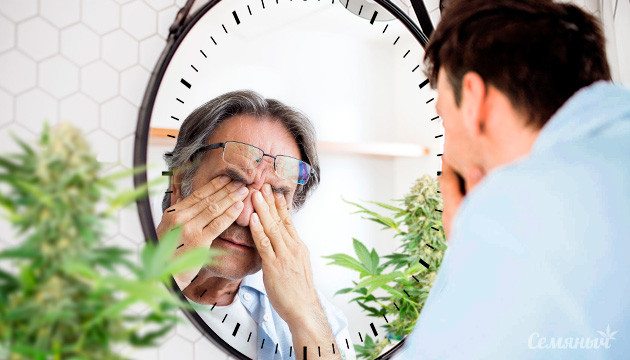 Долгое цветение конопли